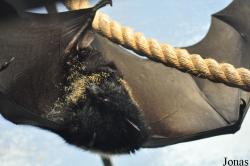 Durrell Wildlife Conservation Trust