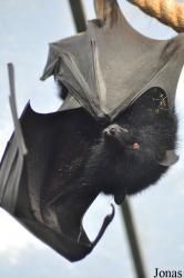 Durrell Wildlife Conservation Trust
