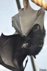 Durrell Wildlife Conservation Trust