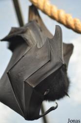 Durrell Wildlife Conservation Trust