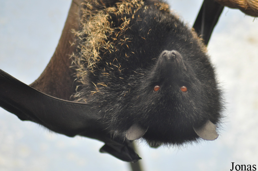 Durrell Wildlife Conservation Trust