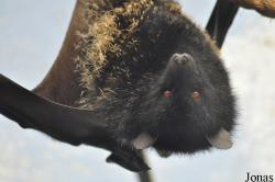 Durrell Wildlife Conservation Trust