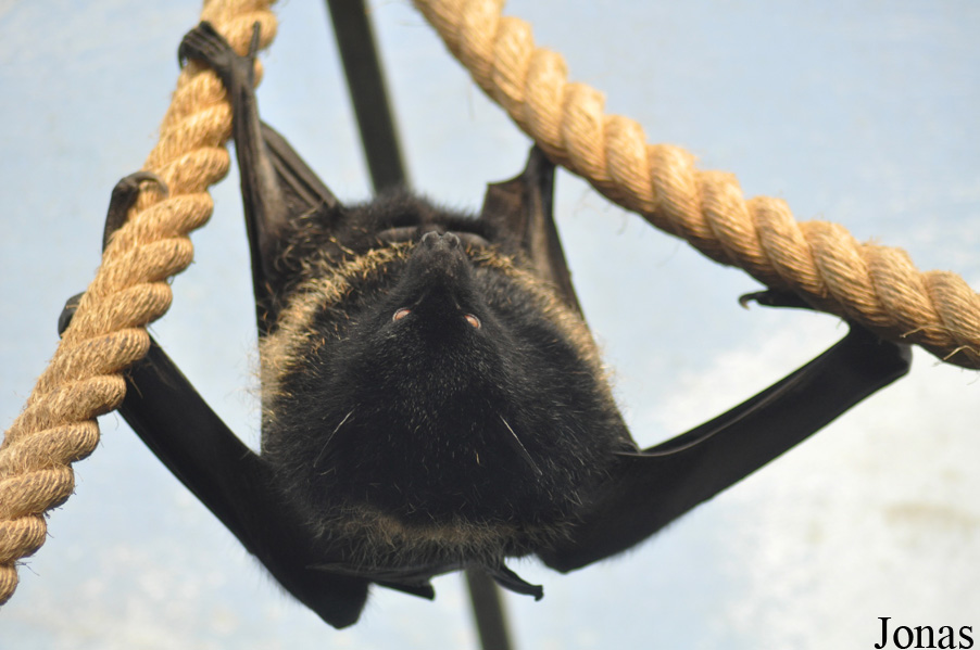 Durrell Wildlife Conservation Trust