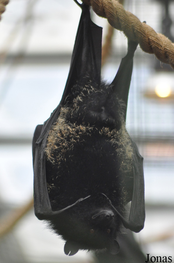 Durrell Wildlife Conservation Trust