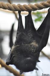 Durrell Wildlife Conservation Trust