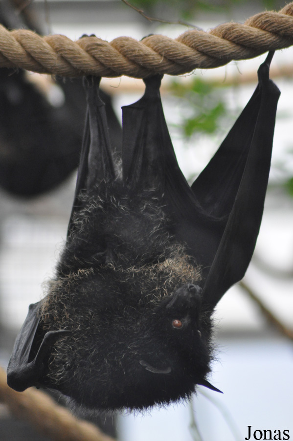 Durrell Wildlife Conservation Trust