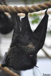 Durrell Wildlife Conservation Trust