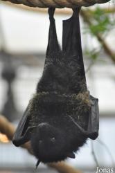 Durrell Wildlife Conservation Trust