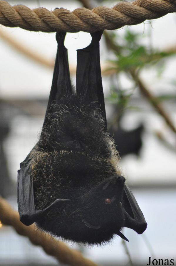 Durrell Wildlife Conservation Trust