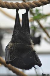 Durrell Wildlife Conservation Trust