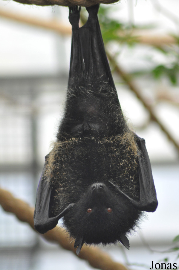 Durrell Wildlife Conservation Trust