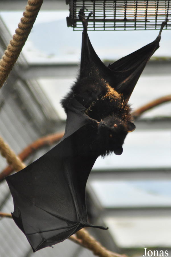 Durrell Wildlife Conservation Trust