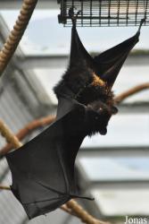Durrell Wildlife Conservation Trust
