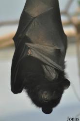 Durrell Wildlife Conservation Trust