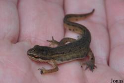 Lissotriton helveticus
