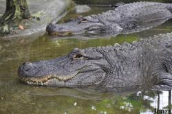 Alligator mississippiensis