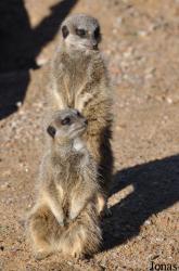 Durrell Wildlife Conservation Trust