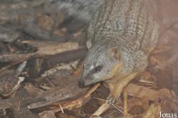 Durrell Wildlife Conservation Trust