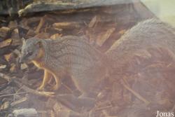 Durrell Wildlife Conservation Trust