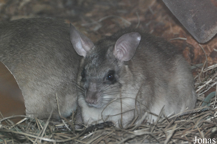 Durrell Wildlife Conservation Trust