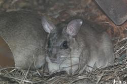 Durrell Wildlife Conservation Trust