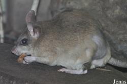 Durrell Wildlife Conservation Trust