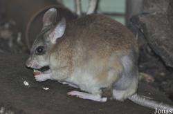 Durrell Wildlife Conservation Trust