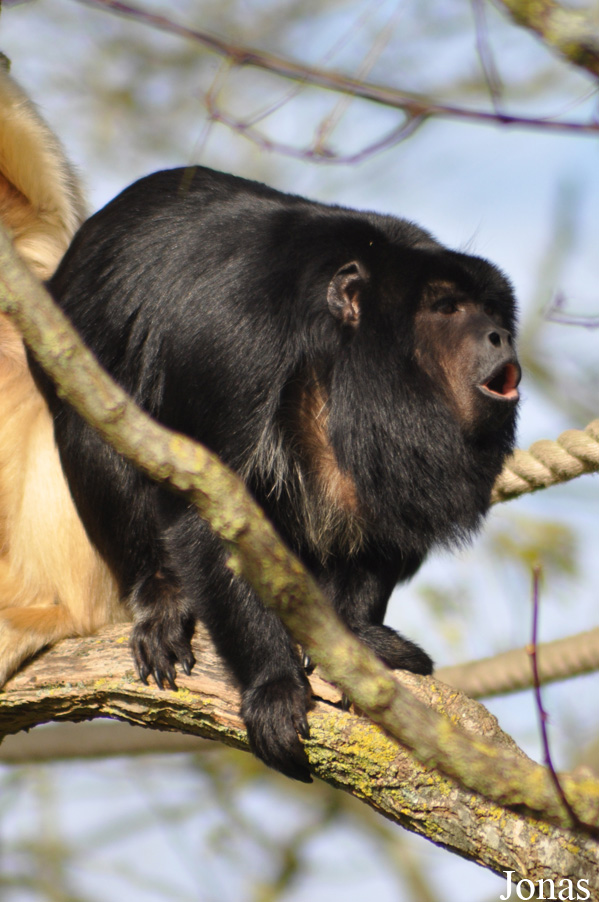 Durrell Wildlife Conservation Trust