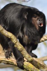 Durrell Wildlife Conservation Trust