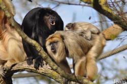 Durrell Wildlife Conservation Trust