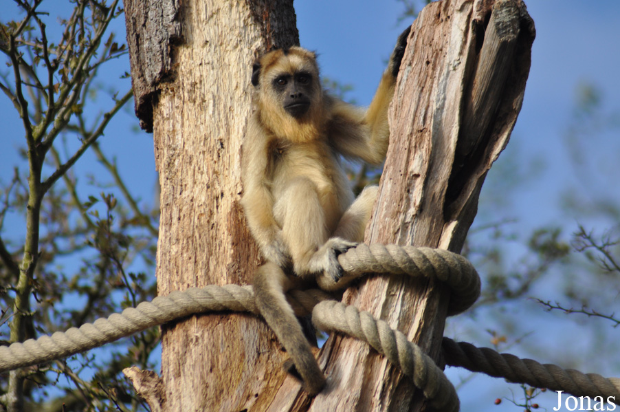 Durrell Wildlife Conservation Trust