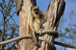 Durrell Wildlife Conservation Trust