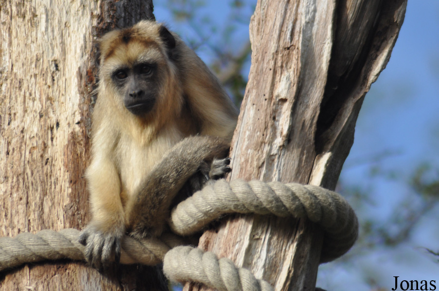 Durrell Wildlife Conservation Trust