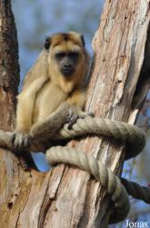 Durrell Wildlife Conservation Trust
