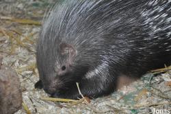Hystrix africaeaustralis