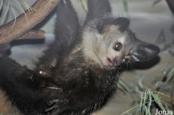 Daubentoniidae