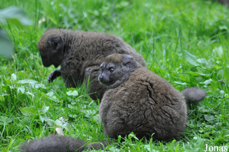 Durrell Wildlife Conservation Trust