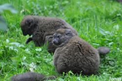 Durrell Wildlife Conservation Trust