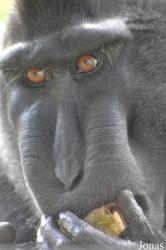 Durrell Wildlife Conservation Trust