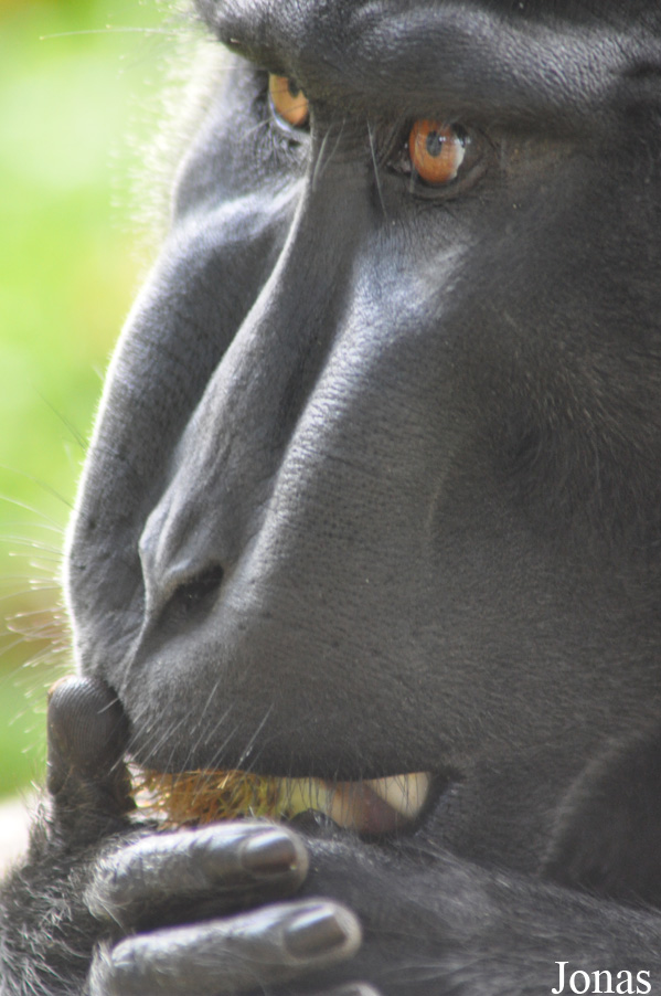 Durrell Wildlife Conservation Trust