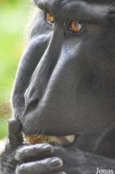 Durrell Wildlife Conservation Trust