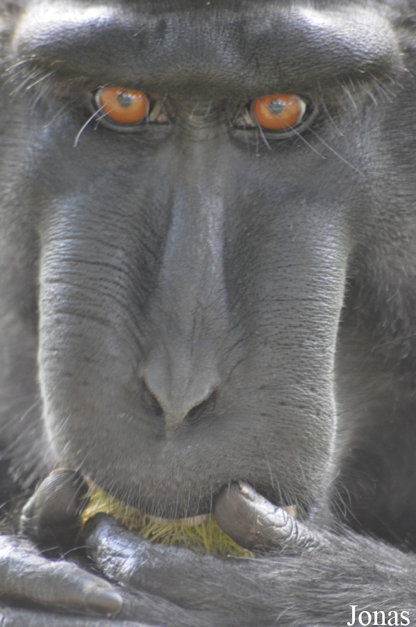 Durrell Wildlife Conservation Trust