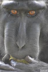 Durrell Wildlife Conservation Trust