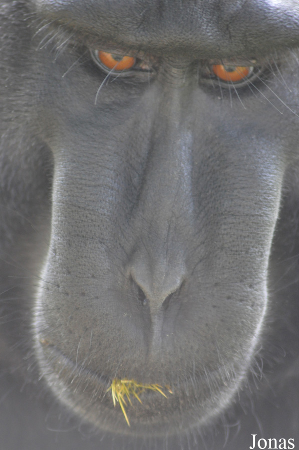 Durrell Wildlife Conservation Trust