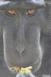 Durrell Wildlife Conservation Trust