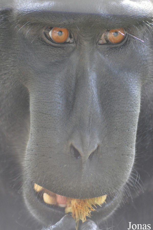 Durrell Wildlife Conservation Trust