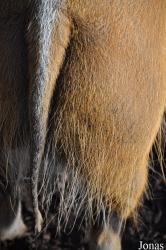 Durrell Wildlife Conservation Trust