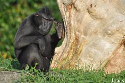 Durrell Wildlife Conservation Trust
