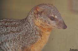 Durrell Wildlife Conservation Trust