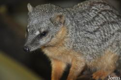 Durrell Wildlife Conservation Trust